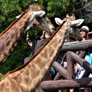 Crowd Feeding Giraffes at Dusit Zoo in Bangkok, Thailand - Encircle Photos