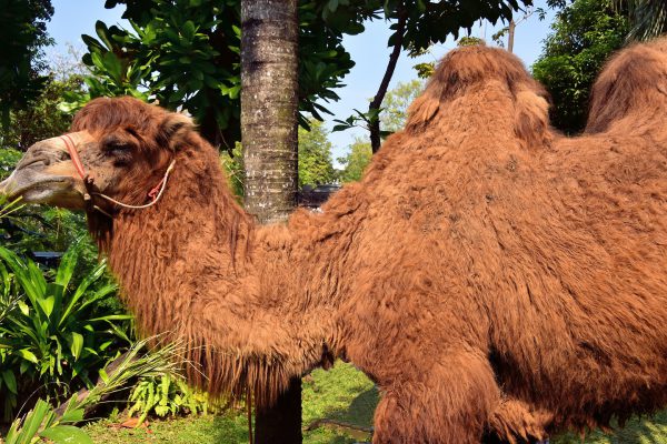 Double Hump Camel at Dusit Zoo in Bangkok, Thailand - Encircle Photos