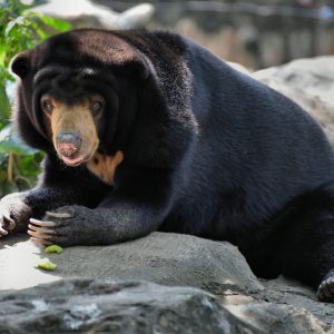 Malayan Sun Bear at Dusit Zoo in Bangkok, Thailand - Encircle Photos