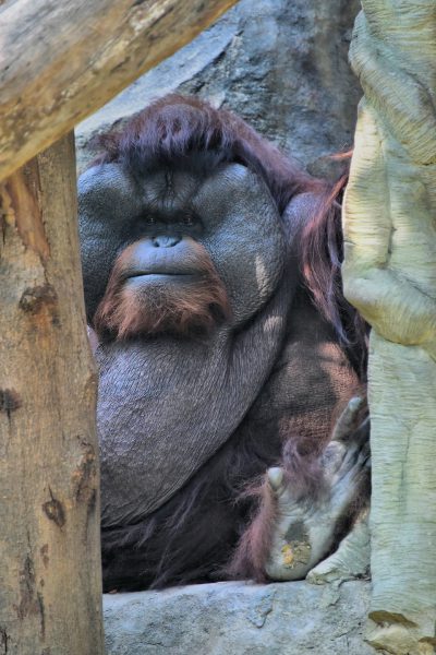 Ouy the Orangutan at Dusit Zoo in Bangkok, Thailand - Encircle Photos