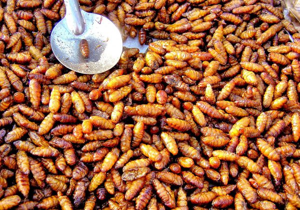 Fried Silk Worms Called hon Mhai in Bangkok, Thailand - Encircle Photos