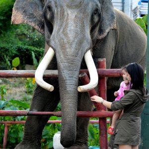 Asian Elephant With Mother and Child at Chiang Mai Zoo, Thailand - Encircle Photos