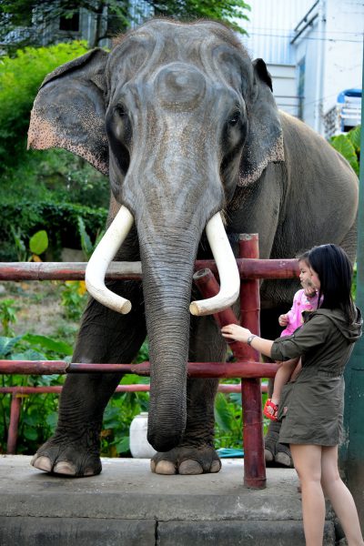 Asian Elephant With Mother and Child at Chiang Mai Zoo, Thailand - Encircle Photos