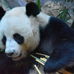 Giant Panda in Chiang Mai Zoo, Thailand - Encircle Photos