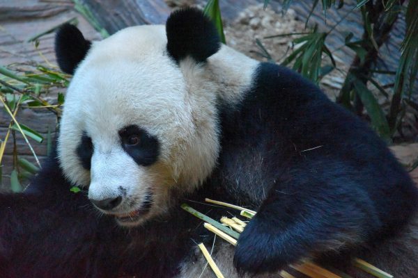 Giant Panda in Chiang Mai Zoo, Thailand - Encircle Photos