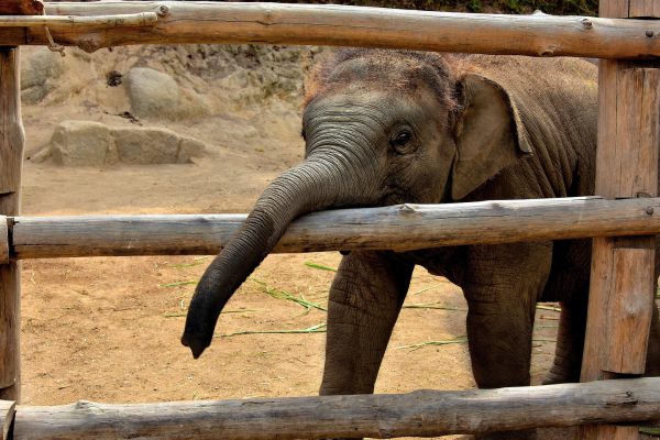 Baby Elephant in Nursery in Hang Chat, Thailand - Encircle Photos