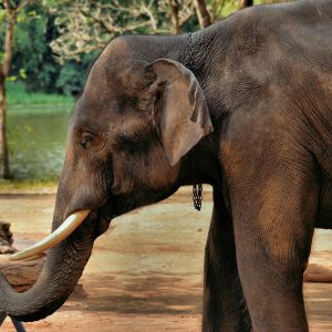 Elephant Painting in Hang Chat, Thailand - Encircle Photos