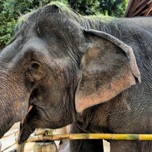 Profile of Female Asian Elephant in Hang Chat, Thailand - Encircle Photos