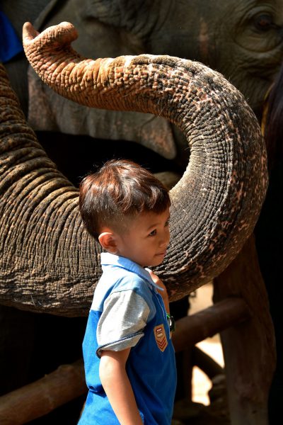 Little Boy Holding Elephant Trunk in Hang Chat, Thailand - Encircle Photos