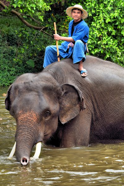Mahout Riding Elephant in Water in Hang Chat, Thailand - Encircle Photos