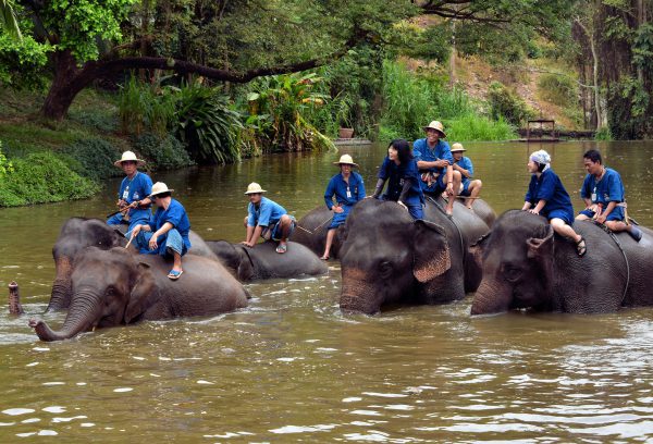 Mahouts Bathing Elephants in Pond in Hang Chat, Thailand - Encircle Photos