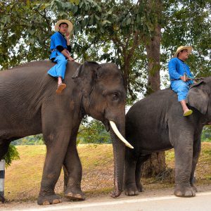 Male and Female Asian Elephants Walking in Hang Chat, Thailand - Encircle Photos