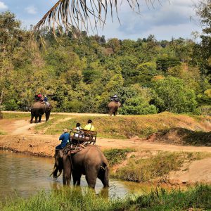 Riding Elephants Along Forest Road in Hang Chat, Thailand - Encircle Photos