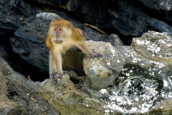 Macaque on Monkey Beach on Phi Phi Don, Thailand - Encircle Photos