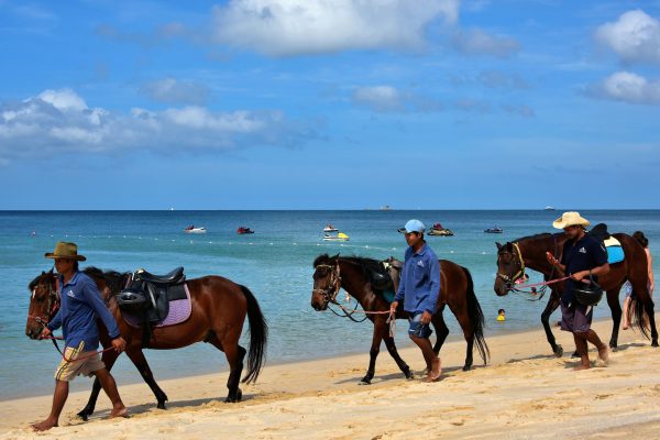 Three Horses Walking on Sand at Bangtao Beach in Phuket, Thailand - Encircle Photos