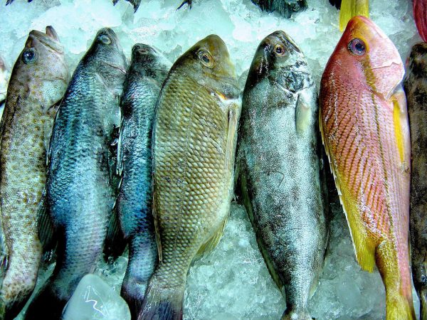 Rainbow of Fresh Thai Fish on Ice in Phuket, Thailand - Encircle Photos