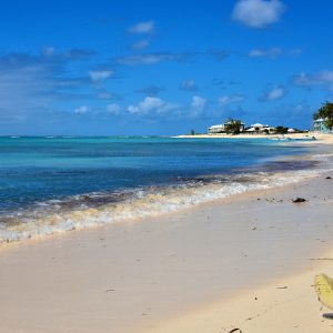 Sea Fan on Guanahani Beach in Grand Turk, Turks and Caicos Islands - Encircle Photos