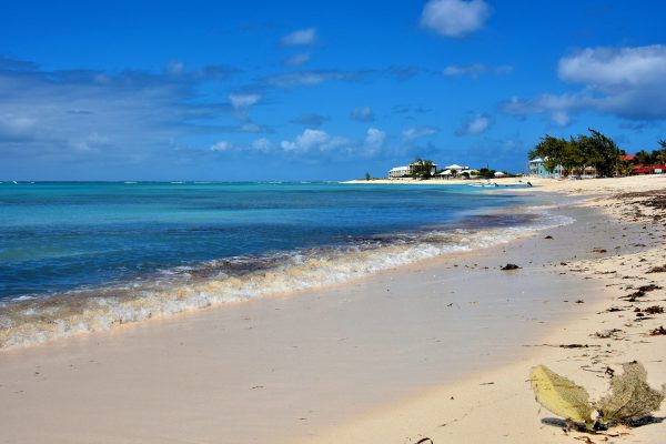 Sea Fan on Guanahani Beach in Grand Turk, Turks and Caicos Islands - Encircle Photos