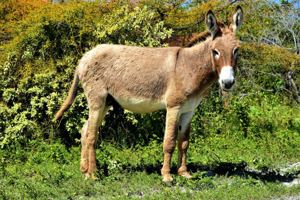 Wild Donkey in Grand Turk, Turks and Caicos Islands - Encircle Photos