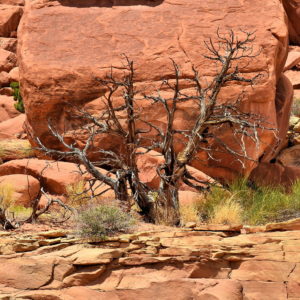 Flora and Fauna in Arches National Park, Utah - Encircle Photos