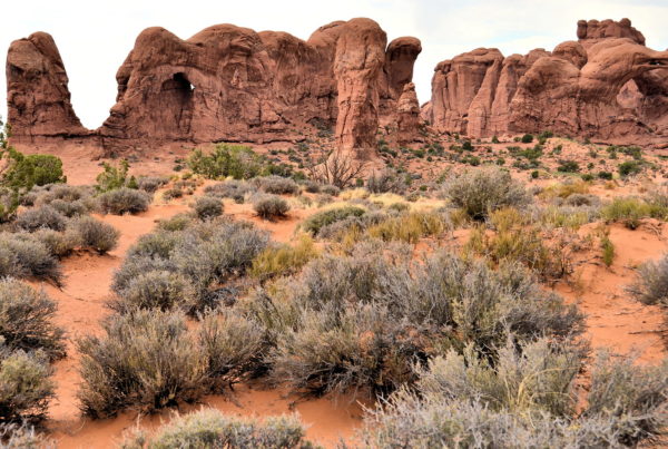 Parade of Elephants in Windows Section of Aches National Park, Utah - Encircle Photos