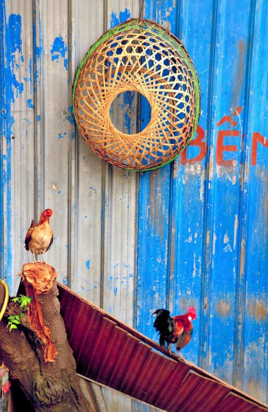 Hen and Rooster Walking the Plank in Ho Chi Minh City, Vietnam - Encircle Photos