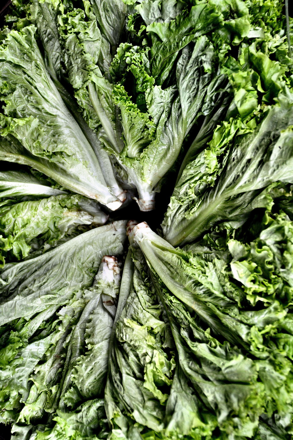 Vietnamese Lettuce Celled Xà Lách in Hue, Vietnam Encircle Photos
