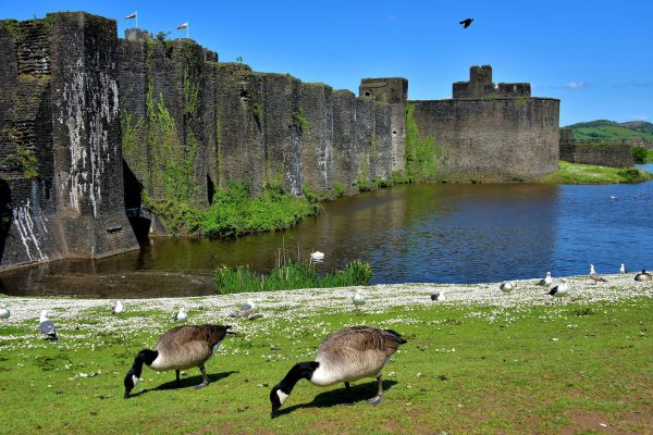 Geese Feeding at Caerphilly Castle in Caerphilly, Wales - Encircle Photos