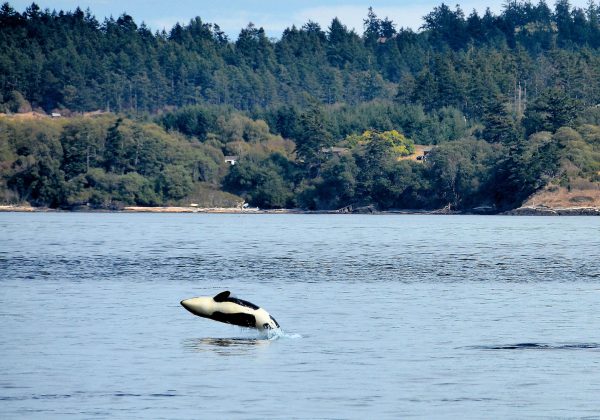 Orca Whale Breaching off San Juan Islands near Anacortes, Washington - Encircle Photos