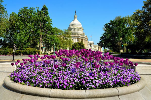 U.S. Capitol Building and Flowers in Washington, D.C. - Encircle Photos