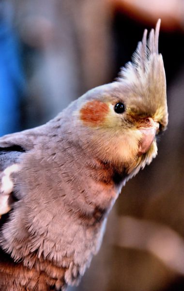 Female Cockatiel with Vertical Crest at Woodland Park Zoo in Seattle, Washington - Encircle Photos