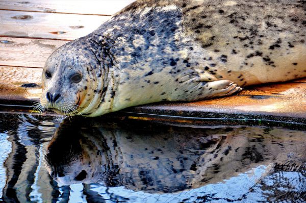Harbor Seal and Reflection at Woodland Park Zoo in Seattle, Washington - Encircle Photos