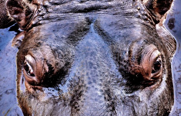 Hippo Very Close in Water at Woodland Park Zoo in Seattle, Washington - Encircle Photos