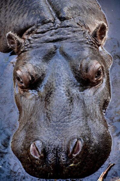 Hippo in Water Close Up at Woodland Park Zoo in Seattle, Washington - Encircle Photos