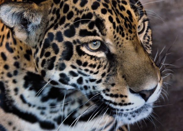Jaguar Close Up at Woodland Park Zoo in Seattle, Washington - Encircle Photos