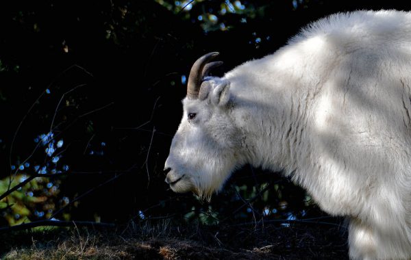 Mountain Goat Profile at Woodland Park Zoo in Seattle, Washington - Encircle Photos