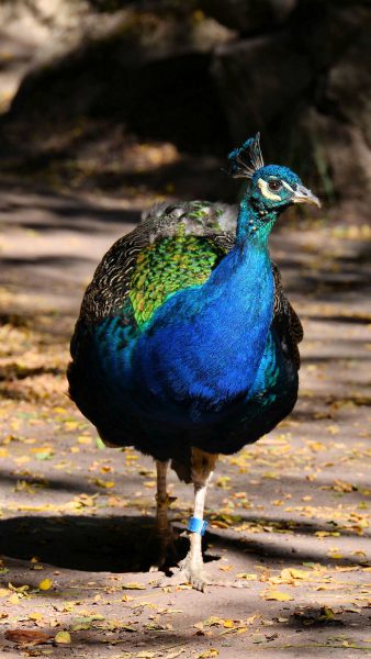 Peacock or Indian Peafowl at Woodland Park Zoo in Seattle, Washington - Encircle Photos