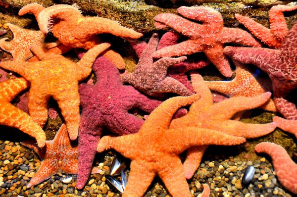 Starfish: Purple Sea Star and Leather Star at Seattle Aquarium in Seattle, Washington - Encircle Photos