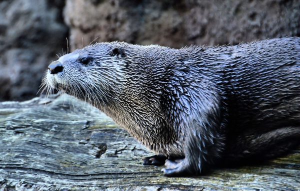 Wet River Otter at Woodland Park Zoo in Seattle, Washington - Encircle Photos
