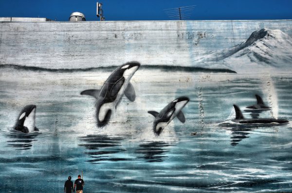 Washington Orcas Wyland Whaling Wall on Bowes Building in Tacoma, Washington - Encircle Photos