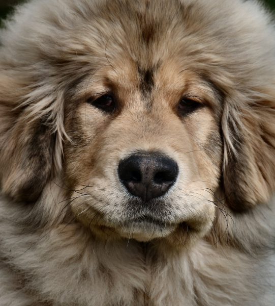 Cute Puppy Face Close Up at Jackson, Wyoming - Encircle Photos