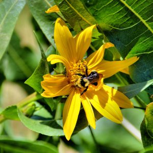 American Bumblebee on Arrowleaf Balsamroot Yellow Flower in Teton Village, Wyoming - Encircle Photos