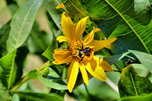 American Bumblebee on Arrowleaf Balsamroot Yellow Flower in Teton Village, Wyoming - Encircle Photos