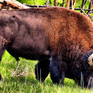 Wild Bison Grazing at Yellowstone National Park, Wyoming - Encircle Photos